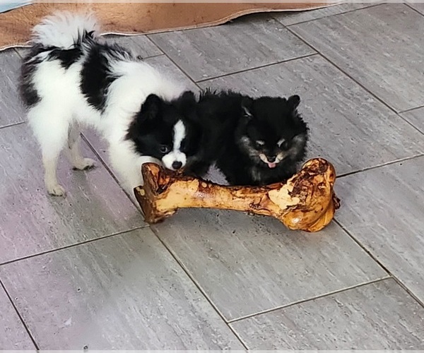 Medium Photo #8 Pomeranian Puppy For Sale in HARKER HEIGHTS, TX, USA