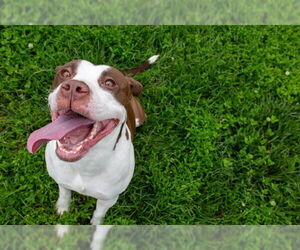 American Pit Bull Terrier Dogs for adoption in Louisville, KY, USA