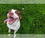 Small American Pit Bull Terrier