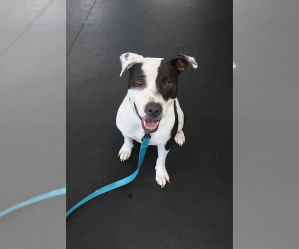 Medium Photo #1 Staffordshire Bull Terrier Puppy For Sale in Center Township, PA, USA