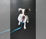 ROCKY - Male Staffordshire Bull Terrier Dog for Adoption - Small photo