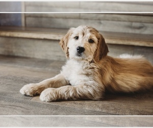 Goldendoodle Puppy for Sale in COLORADO SPRINGS, Colorado USA
