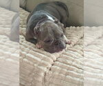 Small #9 French Bulldog