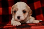 Small Photo #13 Cavapoo Puppy For Sale in PHOENIX, AZ, USA