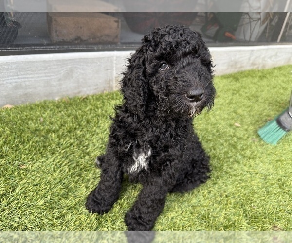Medium Photo #13 Goldendoodle Puppy For Sale in GIBSONTON, FL, USA