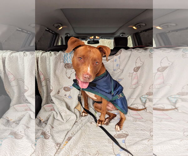 Medium Photo #2 American Pit Bull Terrier-Unknown Mix Puppy For Sale in Landenberg, PA, USA