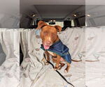 Small #1 American Pit Bull Terrier Mix
