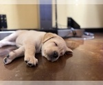 Small #5 Labrador Retriever