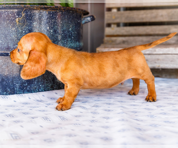 Medium Photo #3 Dachshund Puppy For Sale in WAKARUSA, IN, USA