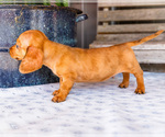 Small Photo #39 Dachshund Puppy For Sale in WAKARUSA, IN, USA