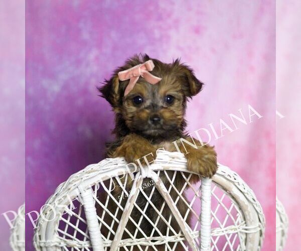 Medium Photo #1 Yorkipoo Puppy For Sale in WARSAW, IN, USA