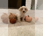 Small Photo #11 Schnauzer (Miniature) Puppy For Sale in TAYLORS, SC, USA