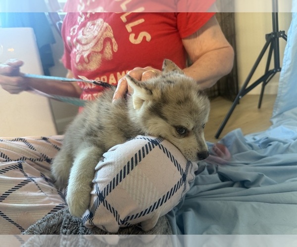 Medium Photo #3 Pomsky-Shiba Inu Mix Puppy For Sale in NASHUA, NH, USA