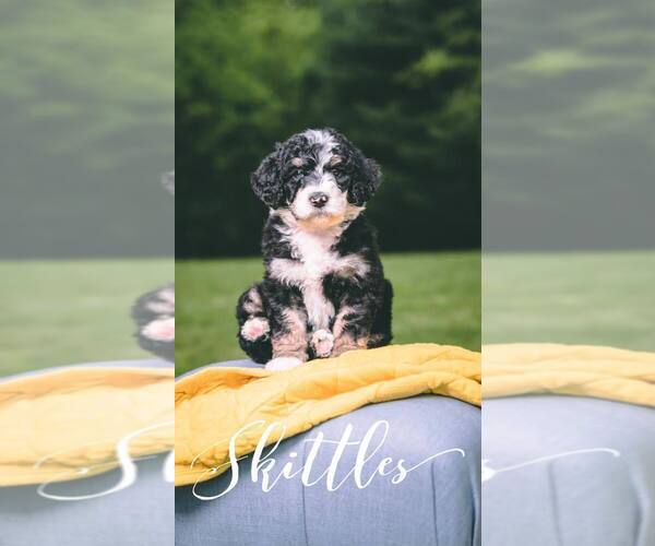 Medium Photo #12 Bernedoodle Puppy For Sale in BENTON, KY, USA