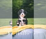 Small Photo #12 Bernedoodle Puppy For Sale in BENTON, KY, USA