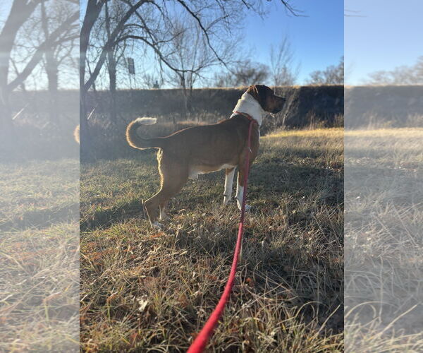 Medium Photo #4 Mutt Puppy For Sale in Las Vegas, NM, USA