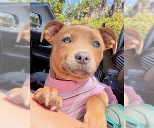 Mutt Dogs for adoption in Santa Barbara, CA, USA