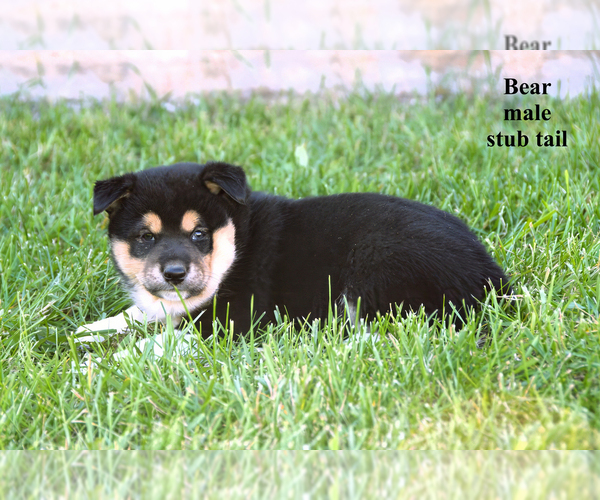 Medium Photo #6 Border Collie-Shiba Inu Mix Puppy For Sale in CLARE, MI, USA