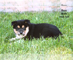 Litter of 5 - Male Border Collie-Shiba Inu MixLitter of Puppies for Sale - Photo #6
