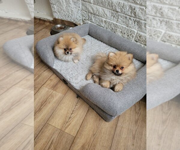 View Ad Pomeranian Puppy for Sale near New York, NEW ROCHELLE, USA