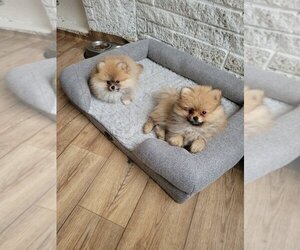 Pomeranian Puppy for sale in NEW ROCHELLE, NY, USA