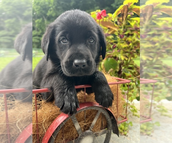 Medium Photo #2 Labrador Retriever Puppy For Sale in NEOLA, WV, USA