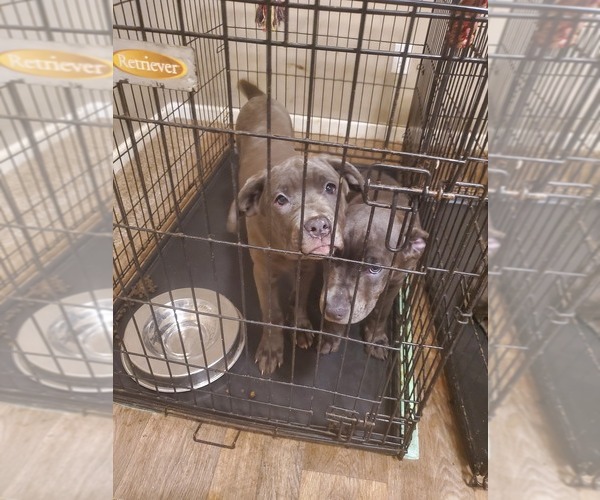 Medium Photo #4 Cane Corso Puppy For Sale in GREENFIELD, IN, USA