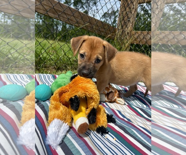 Medium Photo #4 Labrador Retriever-Unknown Mix Puppy For Sale in Tarrytown, GA, USA