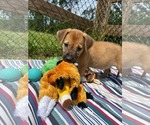 Small #3 Labrador Retriever Mix