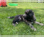 Small Photo #16 Aussiedoodle Puppy For Sale in COMMERCE, MI, USA
