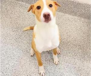Basenji-Unknown Mix Dogs for adoption in Houston, TX, USA