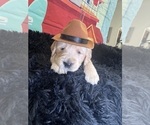 Small #5 Golden Retriever