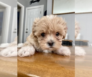 Maltipoo-Shih Tzu Mix Puppy for sale in HAVERHILL, MA, USA