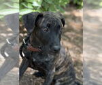 Small #3 American Pit Bull Terrier-Labrador Retriever Mix
