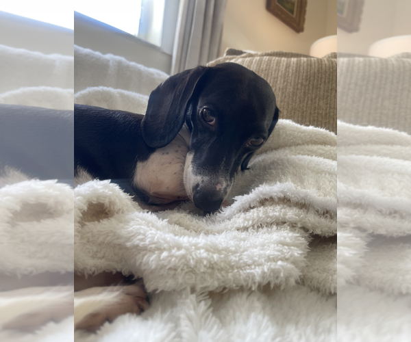 Medium Photo #4 Dachshund Puppy For Sale in Weston, FL, USA