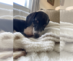 Small #3 Dachshund