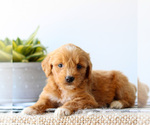Small #5 Goldendoodle