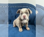 Small Photo #28 English Bulldog Puppy For Sale in JERSEY CITY, NJ, USA
