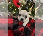 Small Photo #2 French Bulldog Puppy For Sale in BARBOURVILLE, KY, USA