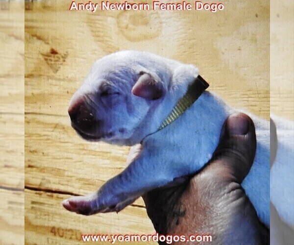 Medium Photo #6 Dogo Argentino Puppy For Sale in JANE, MO, USA