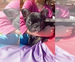 Small Photo #1 French Bulldog Puppy For Sale in PARIS, TX, USA