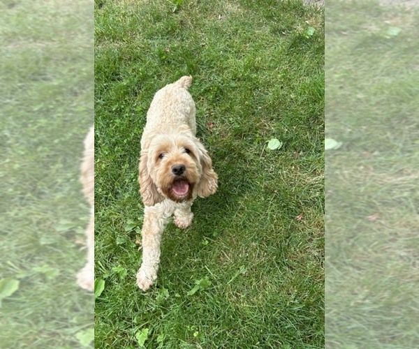 Medium Photo #1 Cockapoo (Miniature) Puppy For Sale in MIDDLEBURY, IN, USA