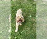 Small Photo #1 Cockapoo (Miniature) Puppy For Sale in MIDDLEBURY, IN, USA