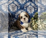 Small Photo #6 Shih Tzu Puppy For Sale in KIRKWOOD, PA, USA