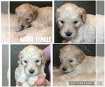 Small Photo #10 Goldendoodle Puppy For Sale in VESTA, MN, USA