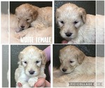 Small #9 Goldendoodle