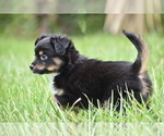 Small #6 Miniature Australian Shepherd