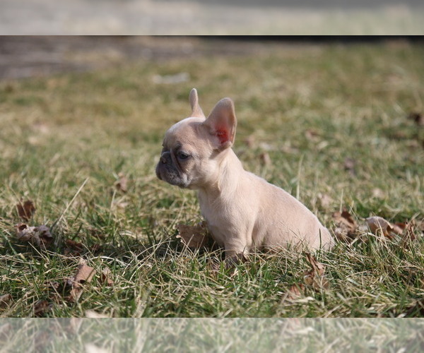 Medium Photo #11 French Bulldog Puppy For Sale in MEDINA, OH, USA