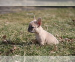 Small Photo #11 French Bulldog Puppy For Sale in MEDINA, OH, USA