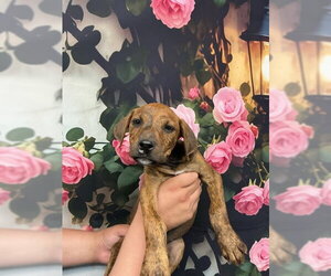 Mutt Dogs for adoption in San Bernardino, CA, USA